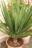 Dracaena draco RCP7-10 154.jpg